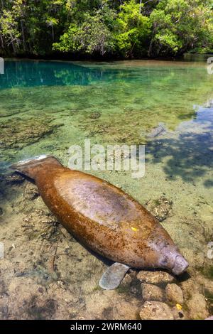 Florida Seekühe sonnen sich im klaren Wasser des Crystal Springs River im Ellie Schiller Homosassa Springs Wildlife State Park in Homosassa Springs, Florida. Die natürlichen heißen Quellen sind die Heimat einer der größten Ansammlungen gefährdeter Seekühe der Welt. Stockfoto