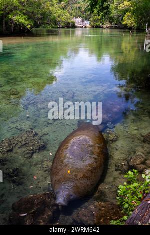 Florida Seekühe sonnen sich im klaren Wasser des Crystal Springs River im Ellie Schiller Homosassa Springs Wildlife State Park in Homosassa Springs, Florida. Die natürlichen heißen Quellen sind die Heimat einer der größten Ansammlungen gefährdeter Seekühe der Welt. Stockfoto