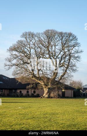 Auf den Spielfeldern der John Beddoes School in Presteigne, Powys, Großbritannien, steht eine riesige 500 Jahre alte „Veteran“-Eiche (eine sessile Eiche, Quercus petraea) Stockfoto