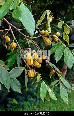 Gelbe Früchte (Inga vera) und Blätter am Baum Stockfoto