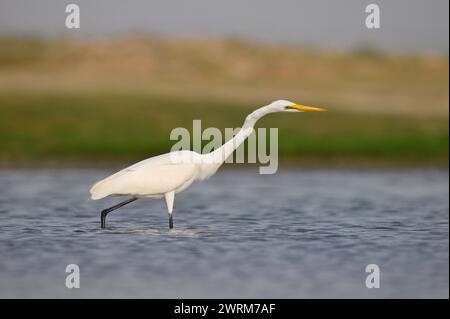 Silberreiher - Ardea alba Stockfoto