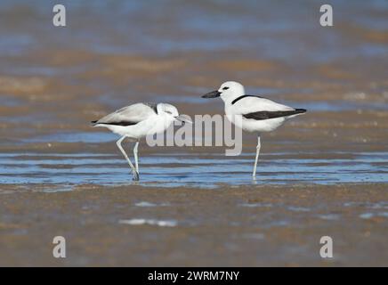 Krabbenplover - Dromas ardeola Stockfoto