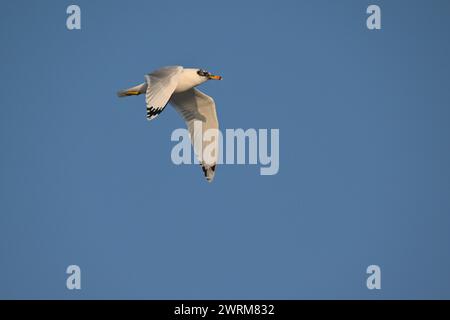 Pallas-Möwe - Larus ichthyaetus Stockfoto