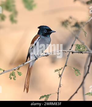 Afrikanische Paradies - Fliegenfänger - Terpsiphone viridis Stockfoto