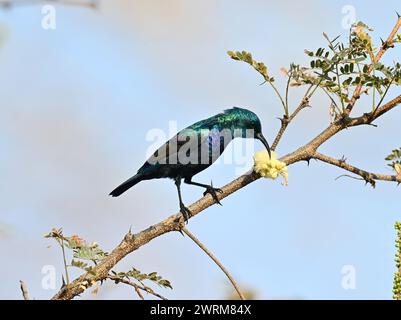 Palestine Sunbird – Cinnyris osea Stockfoto