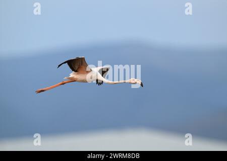 Rosaflamingo - Phoenicopterus roseus Stockfoto