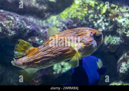 Der Langdornschweinfisch (Diodon holocanthus), Meeresfisch der Familie Diodontidae. Stockfoto