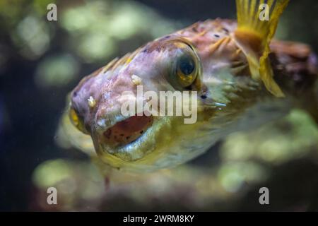 Das Porträt des Langdornstachelschweinfisches (Diodon holocanthus), Meeresfische der Familie Diodontidae. Stockfoto