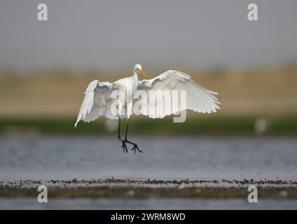 Silberreiher - Ardea alba Stockfoto