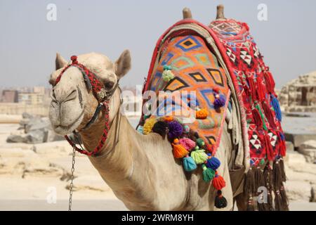 Die Dünen durchqueren, Schritt für Schritt - das einsame Kamel der Sahara. Wie ein Kamel können wir die Wüste zu unserem Zuhause machen und uns von den Sternen leiten lassen Stockfoto
