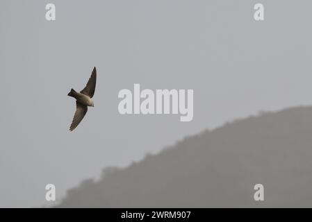 Pale Crag Martin - Ptyonoprogne obsoleta Stockfoto