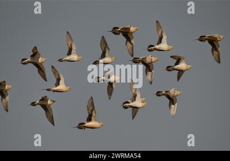 Gepunktete Sandhühner - Pterocles senegallus Stockfoto