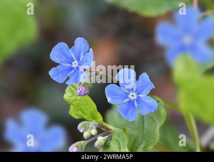 Blauäugige Maria - Omphalodes Verna Stockfoto