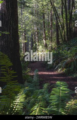 Ein Waldweg mit einem Baum im Hintergrund. Der Weg ist von Bäumen umgeben und das Sonnenlicht scheint durch die Blätter Stockfoto