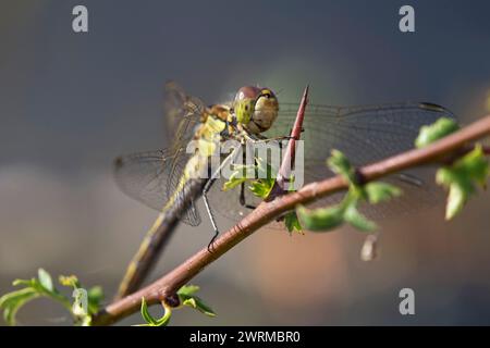 Männliche Libelle Vagrant Darter (Sympetrum vulgatum), Wallis, Schweiz Stockfoto