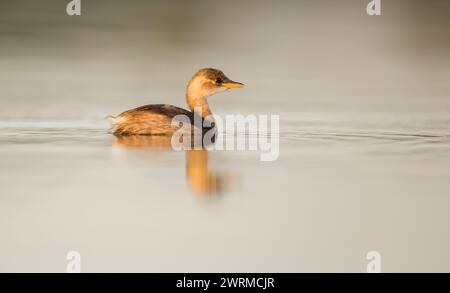 Ein kleiner Grebe, auch bekannt als Dabchick, wird in einem ruhigen Moment gefangen und gleitet bei Sonnenaufgang über eine glatte Wasseroberfläche Stockfoto