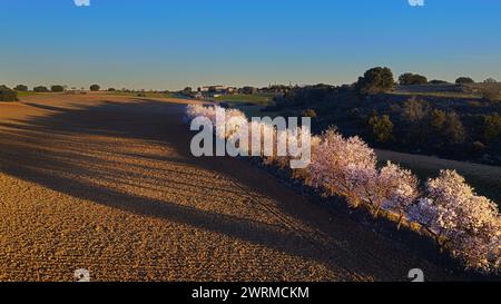 Mandelbäume in voller Blüte umranden ein frisch gepflügtes Ackerfeld unter einem klaren Abendhimmel und werfen lange Schatten auf den gefurchten Boden. Stockfoto