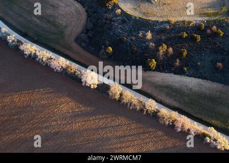 Blick aus der Vogelperspektive auf eine Landstraße, gesäumt von blühenden Bäumen, die in der Abenddämmerung landwirtschaftliche Felder teilen. Stockfoto