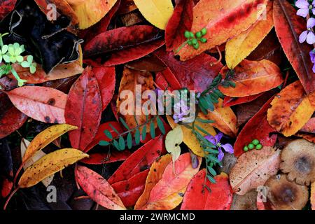 Eine Nahaufnahme, die die satten Farben der gefallenen Blätter in verschiedenen Rot-, Gelb- und Orange-Tönen, gemischt mit grüner Pflanzenwelt, feststellt, die es darstellt Stockfoto
