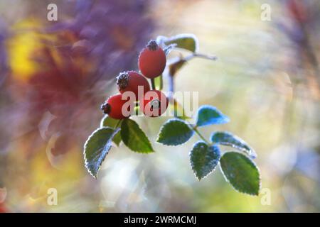 Frostbedeckte Beeren und Blätter im weichen Herbstlicht mit einer lebhaften Mischung aus Herbstfarben im Hintergrund. Stockfoto