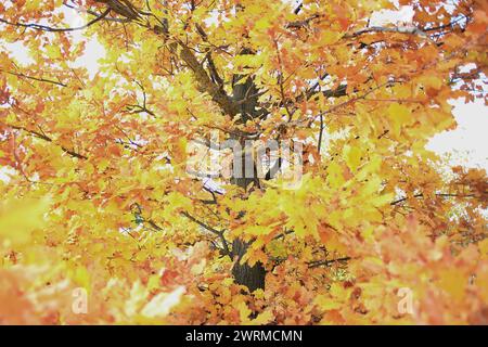 Ein lebendiger Herbstbaum, der mit goldgelben Blättern vor einem weichen, diffusen hellen Hintergrund strotzt Stockfoto