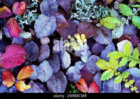 Eine lebhafte Sammlung von Herbstblättern in verschiedenen Rot-, Violett- und Grüntönen, die auf dem Boden verstreut sind. Stockfoto