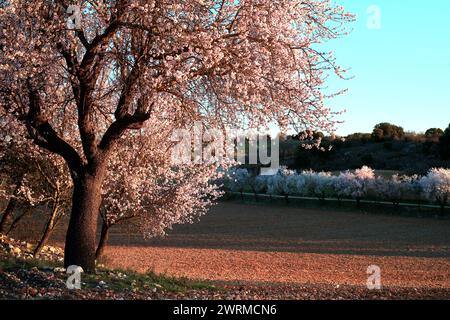 Eine malerische Szene von Mandelbäumen in voller Blüte mit rosa Blumen, vor einer ruhigen ländlichen Kulisse während des Sonnenuntergangs. Stockfoto