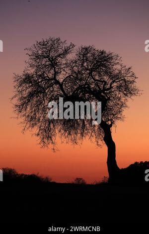 Ein einsamer Baum hebt sich in einer starken Silhouette vor einem verlaufenden Dämmerungshimmel mit Orange- und Violetttönen hervor Stockfoto