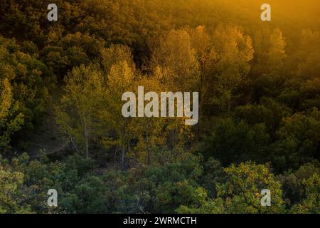 Der warme Glanz der goldenen Stunde erleuchtet einen Haine aus weißen Pappeln und wirft ein ruhiges Licht auf das Herbstlaub Stockfoto