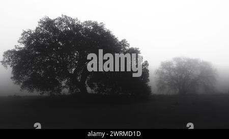 Ein heiteres Schwarzweißfoto von Bäumen, die in dichtem Nebel gehüllt sind. Stockfoto