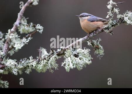 Eine Nuthatch mit ihrer unverwechselbaren Haltung, die auf einem Zweig steht, der mit komplizierten Flechten bedeckt ist, vor einem glatten, dunklen Hintergrund Stockfoto