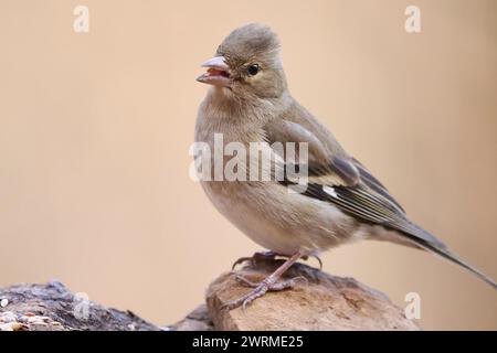 Eine detaillierte Nahaufnahme eines weiblichen Chaffinch, Fringilla coelebs, während er ruhig auf einer felsigen Oberfläche mit einem weichen beigefarbenen Hintergrund thront. Stockfoto