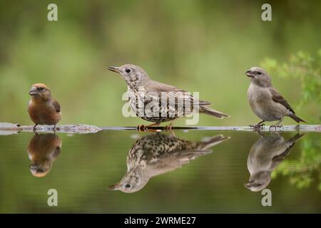 Drei verschiedene Vogelarten versammeln sich um einen klaren reflektierenden Teich in einer üppigen Waldlandschaft. Stockfoto