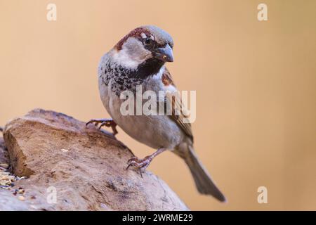 Ein Haussperling, der aufmerksam auf einem Felsen mit neutralem beigem Hintergrund thront und sein kompliziertes Gefieder zeigt. Stockfoto