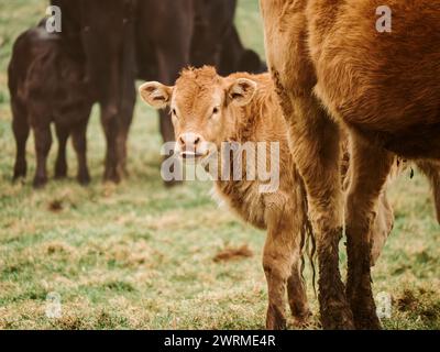 Ein neugieriges junges braunes Kalb blickt mit einer Herde dunkler Rinder im Hintergrund auf einer friedlichen grünen Weide nach vorne. Stockfoto
