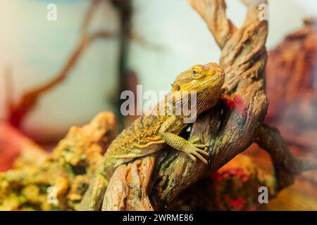 Bärtiger Drache, der auf einem Baumzweig thront, mit aufmerksamem Blick, gefangen in warmem Licht. Stockfoto