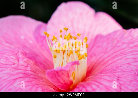 Eine lebendige Nahaufnahme, die die zarten Texturen der Blütenblätter und goldenen Staubblätter einer rosafarbenen Kamelienblume unterstreicht und die Schönheit des Frühlings symbolisiert. Stockfoto