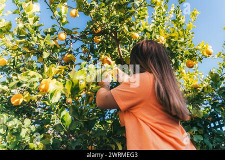 Die Rückansicht der unerkennbaren Frau ist das handpflücken reifer Zitronen von einem üppigen Baum in einem sonnigen Hinterhof und zeigt das Konzept von selbst angebauten Produkten und Sen Stockfoto