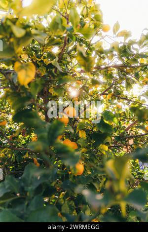 Ein lebendiger Zitronenbaum, schwer mit Reifen gelben Zitronen, in warmes Sonnenlicht getaucht, das durch die Blätter eines Hausgartens filtert. Stockfoto