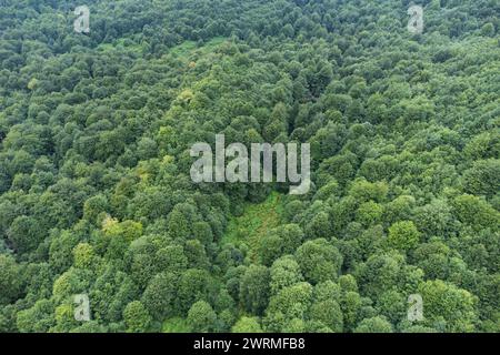 Eine weitläufige Luftperspektive zeigt das üppige Baldachin eines lebendigen grünen Waldes und hebt die Schönheit der Natur hervor. Stockfoto