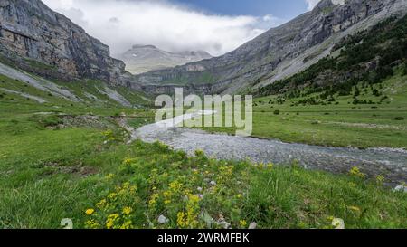 Ein ruhiger Bach schlängelt sich durch eine alpine Wiese mit gelben Wildblumen vor der rauen Kulisse der Klippen des Valle de Ordesa Stockfoto