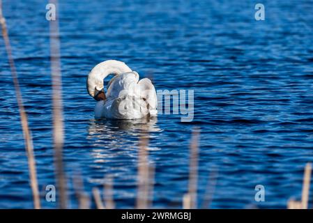Weißer stummer Schwan auf dem blauen Wasser eines wilden Sees, selektiver Fokus Stockfoto