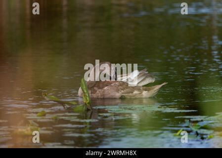 einsames cygnet, das um den wilden See schwingt - Nahaufnahme aus großer Entfernung Stockfoto