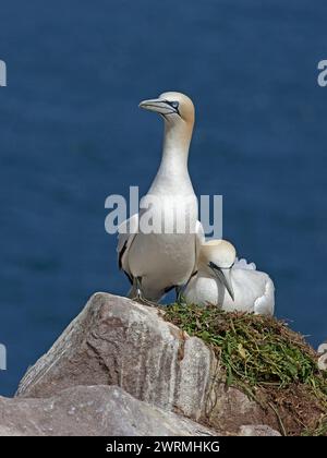 Adulte Nordtölpel auf Nest Stockfoto