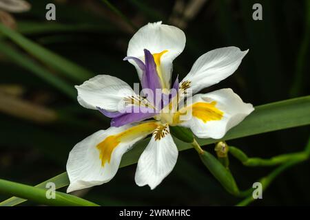 Dietes grandiflora eine einheimische südafrikanische immergrüne Sommerpflanze mit einer violetten und gelben Sommerblume, die allgemein als vierzehntägiges li bekannt ist Stockfoto