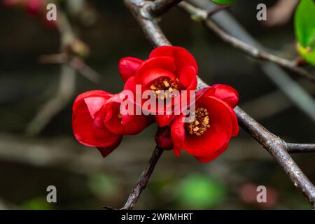 Chaenomeles x superba „Knap Hill Scarlet“ eine im Frühling blühende Strauchpflanze mit einer roten Frühlingsblume, die allgemein als japanische Quitte bekannt ist, Stockfoto i Stockfoto