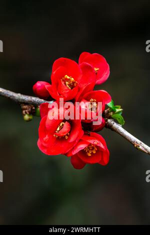 Chaenomeles x superba „Knap Hill Scarlet“ eine im Frühling blühende Strauchpflanze mit einer roten Frühlingsblume, die allgemein als japanische Quitte bekannt ist, Stockfoto i Stockfoto