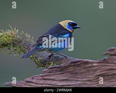 Tanager mit goldener Kapuze Stockfoto