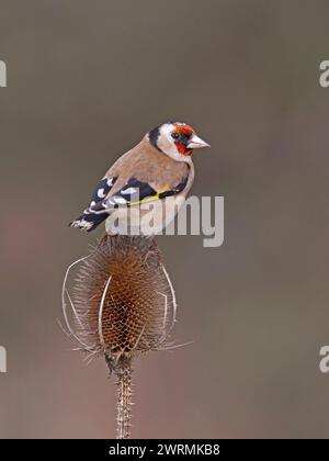 Europäischer Goldfink auf der Teasel Stockfoto