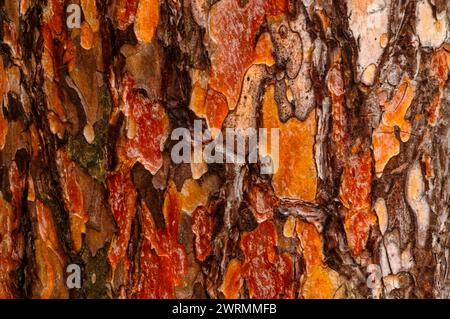 Nahaufnahme der Rinde der Scotch Pine, Pinus sylvestris, die im Albany County im Bundesstaat New York wächst Stockfoto